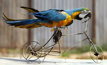 parrot_on_a_bike.jpg